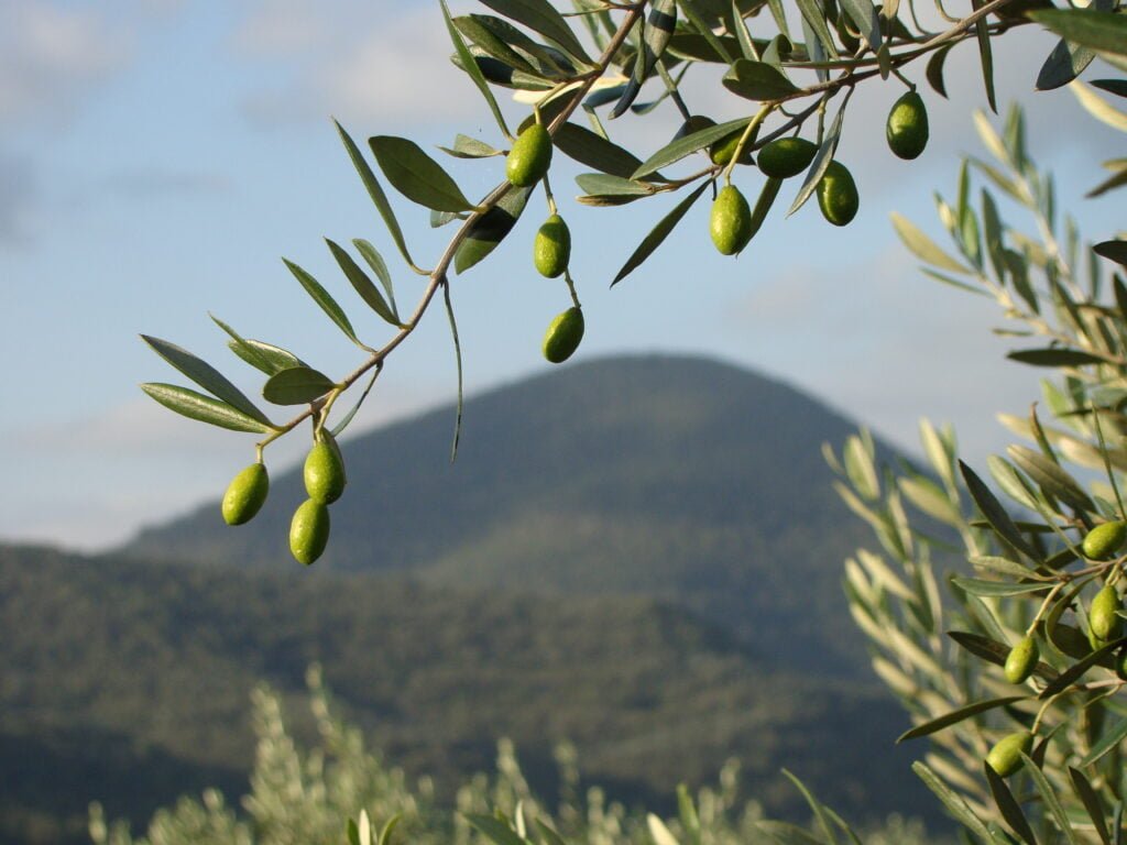 Sarah Windybank - Green Olives, Grove - Windybank Olive - Windybank Estate Hunter Valley and Mt Dangar
